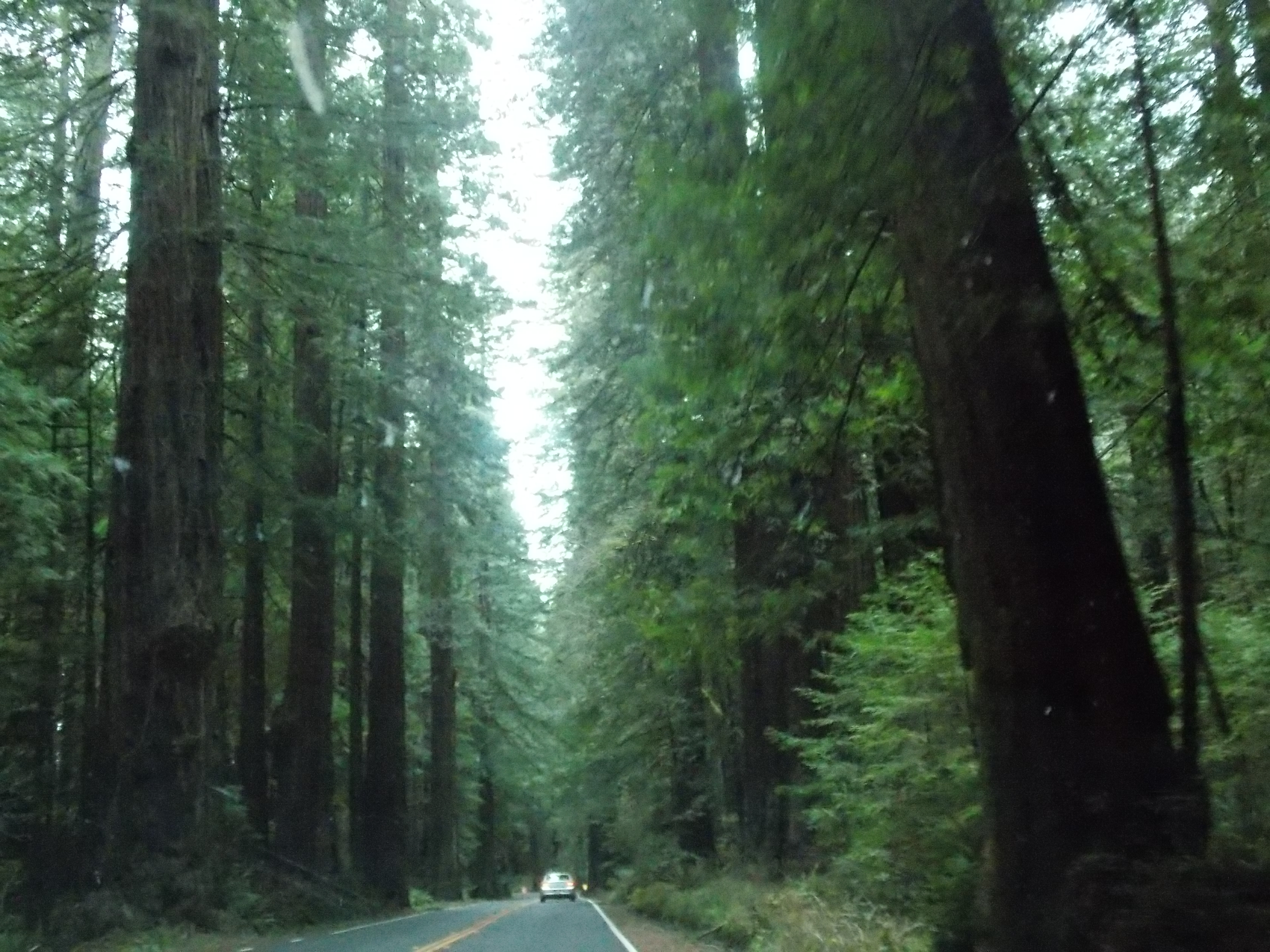 redwood-drive